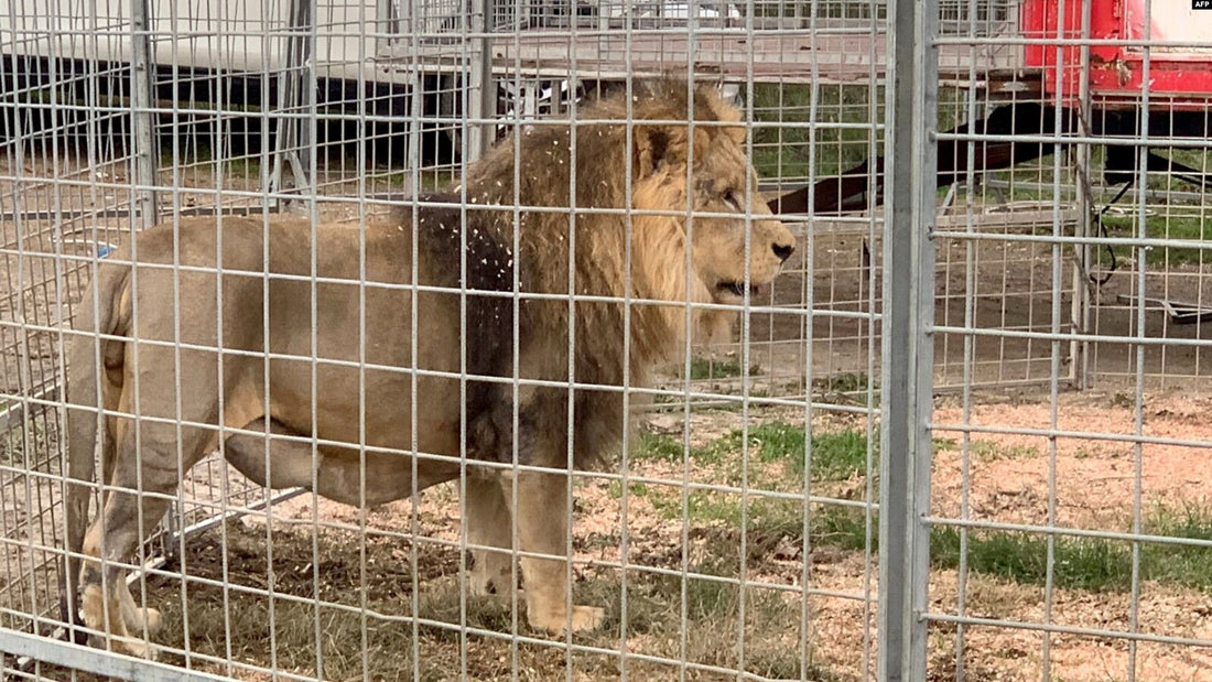 photo d'un lion en cage