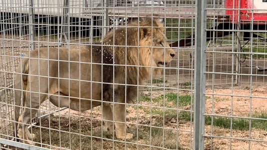 photo d'un lion en cage
