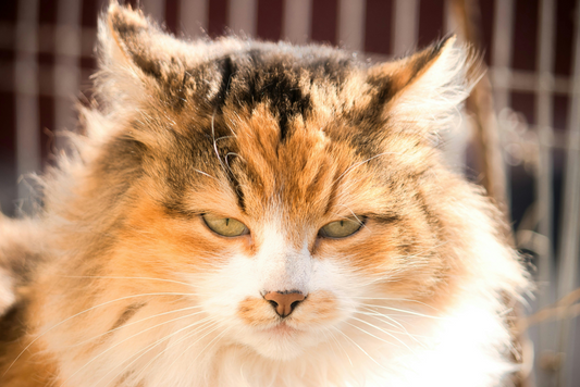 6 Preuves Que Votre Chat Est Complètement Fou (Mais On L’adore Quand Même !)