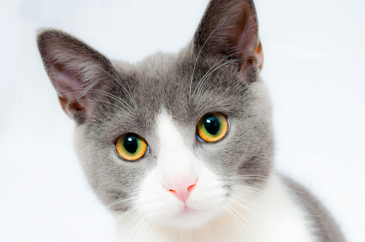 Les Chats en France : Portrait d'un Compagnon Adoré