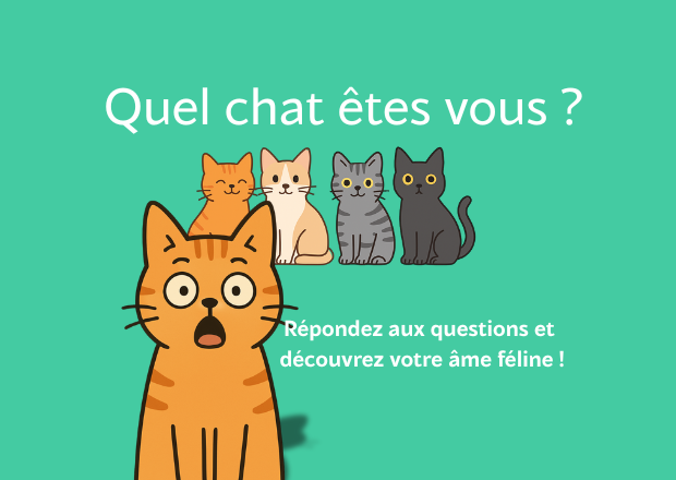 Quel chat êtes-vous ? Découvrez votre profil félin avec le quiz de Medianimal.info