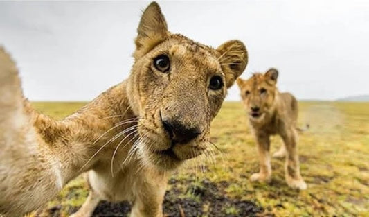 Les Animaux de la Savane en Mode Selfie : Quand la Faune Africaine Prend la Pose