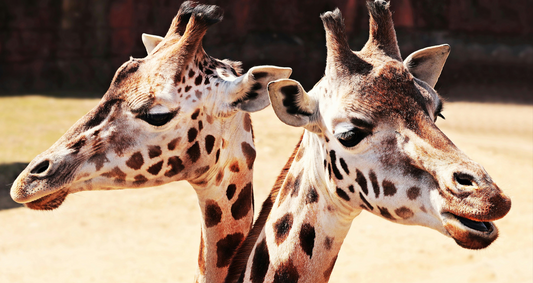Les Girafes et Leur Danse du Cou : Une Parade Amoureuse Hors du Commun