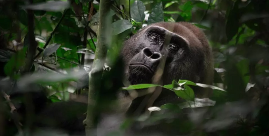photo d'un gorille femelle en pleine jungle africaine