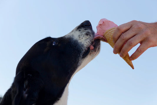 Tout Savoir sur la Nutrition des Animaux de Compagnie