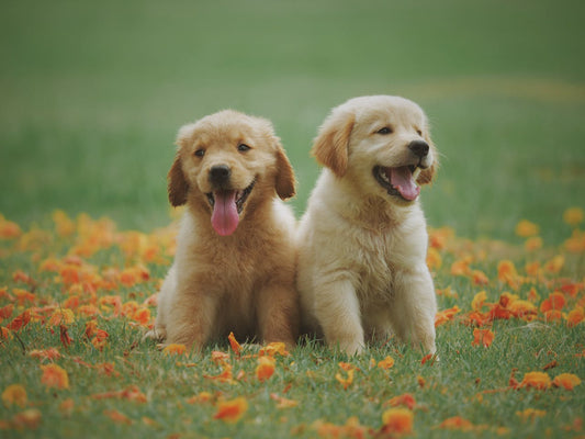 Chiens et Printemps : Comment Bien Préparer Votre Compagnon à la Belle Saison ?