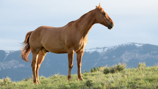 Les Chevaux : Compagnons Majestueux et Polyvalents de l’Homme