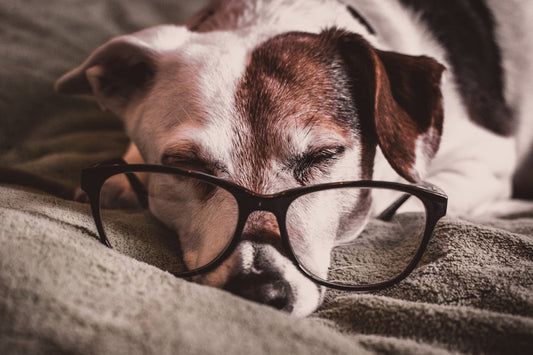Adopter un Chien ou Chat Senior : Une Seconde Chance pour Tous