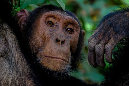 Le top des animaux les plus intelligents de la planète !