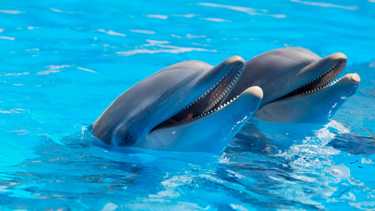 Les Dauphins et Les Orques : Ces Géants Intelligents des Océans Qui Fascinent