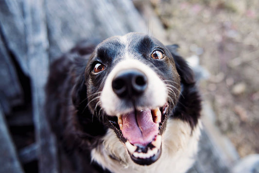 6 Preuves Que Votre Chien Est Complètement Fou (Mais On L’adore !)