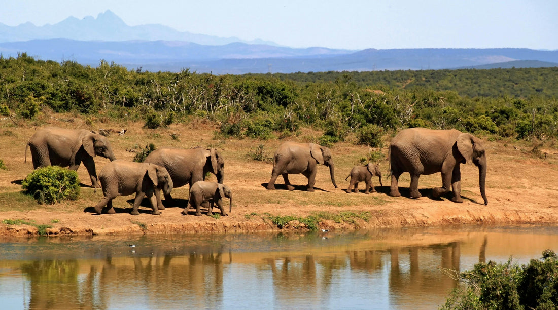 Les Éléphants de Savane : Le Défi des Corridors de Migration pour leur Survie