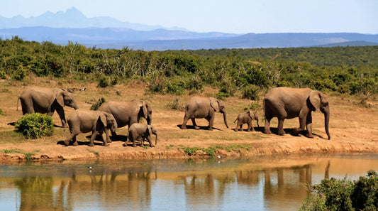 Les Éléphants de Savane : Le Défi des Corridors de Migration pour leur Survie