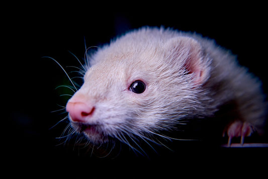 Les Nouveaux Animaux de Compagnie (NAC) : 5 Conseils Pour Bien S’en Occuper