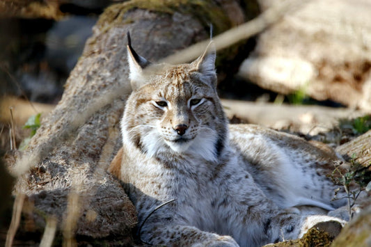 Les Espèces Animales de Plus en Plus Menacées en France : Quels Gestes pour les Protéger ?