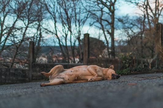 Pourquoi les Chiens Tournent-ils en Rond Avant de Se Coucher ?