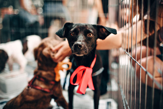Baisse des Adoptions de Chiens en 2024 : La SPA Lance un Appel à la Mobilisation