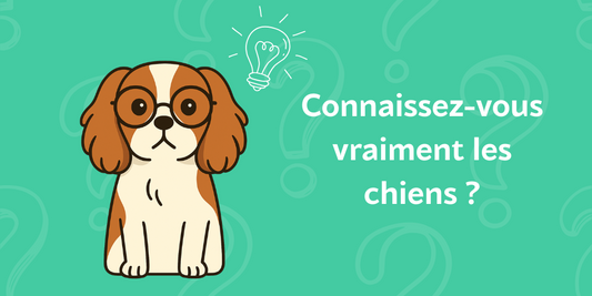 Testez vos connaissances sur les chiens avec le quiz de Medianimal.info