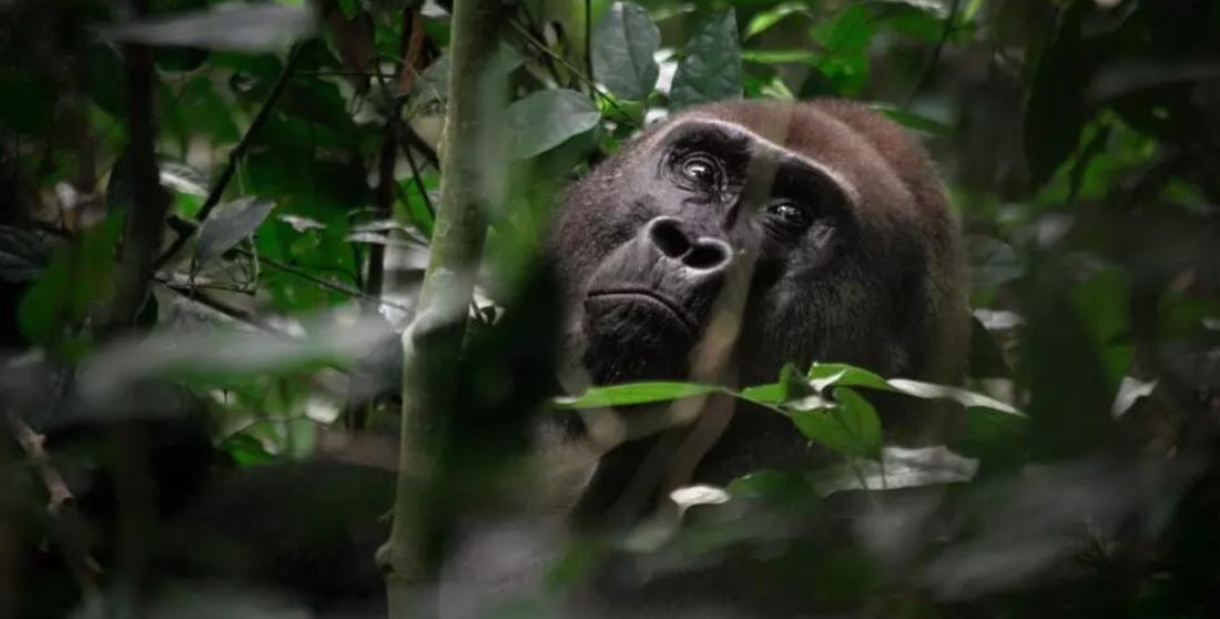 photo d'un gorille femelle en pleine jungle africaine