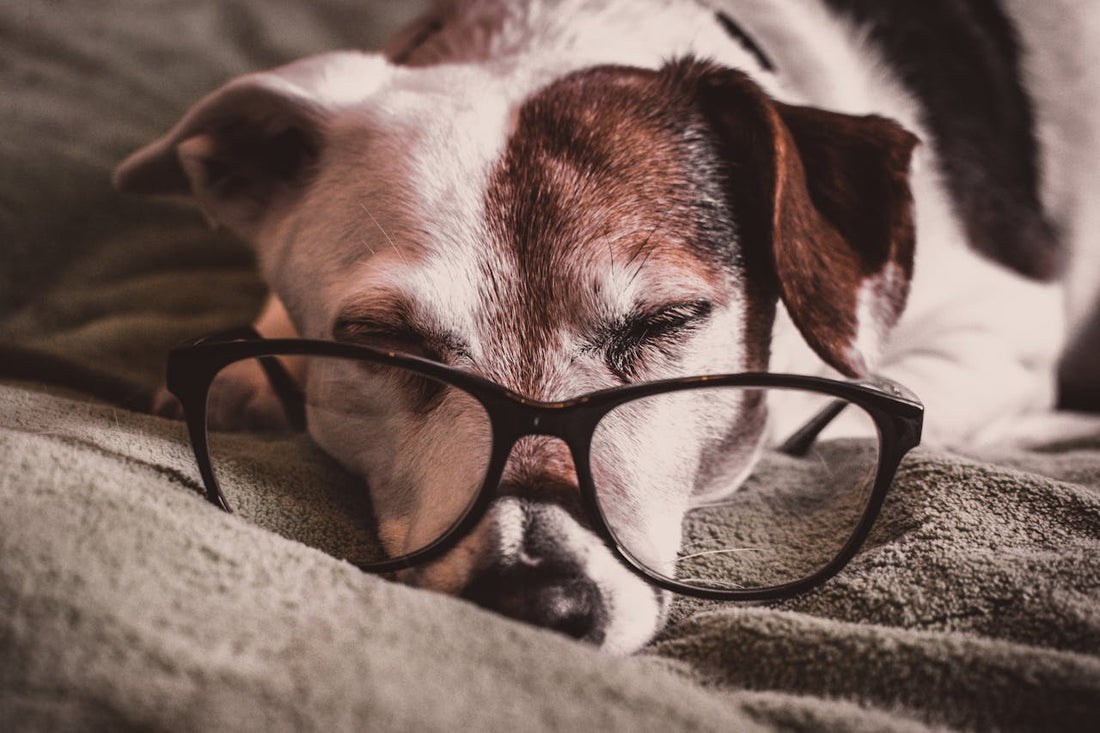 Adopter un Chien ou Chat Senior : Une Seconde Chance pour Tous